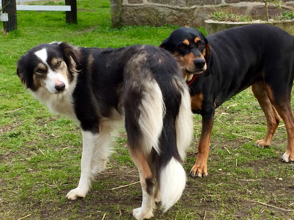 Farm Stay Happy Dogs Ranch Veberöd Buitenkant foto